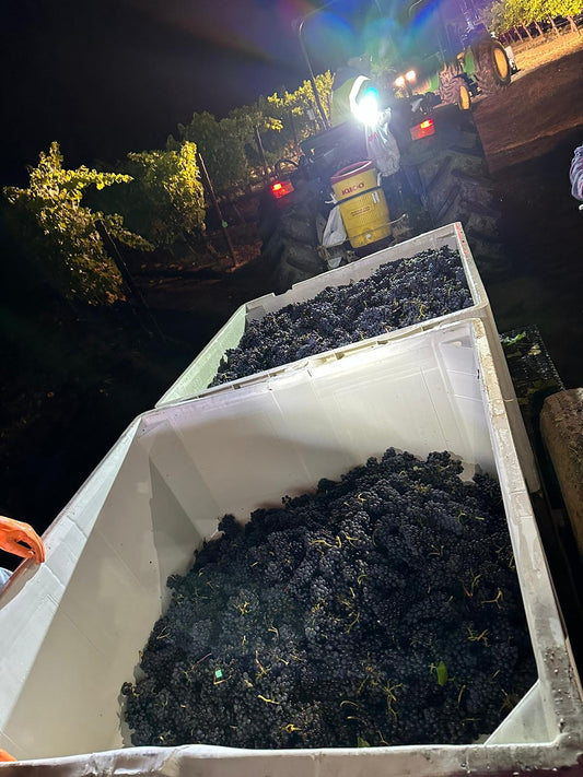 Harvest 2023 - Bootlegger’s Hill