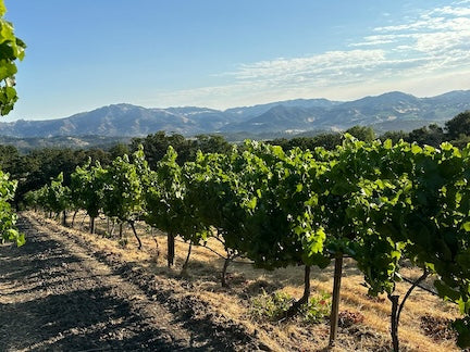 Harvest 2023 - Richard Dinner Vineyard