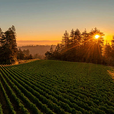 Winter in the vineyard